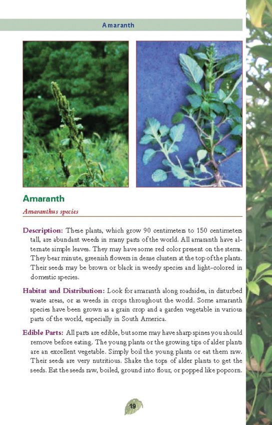 The Pocket Guide to Edible Wild Plants