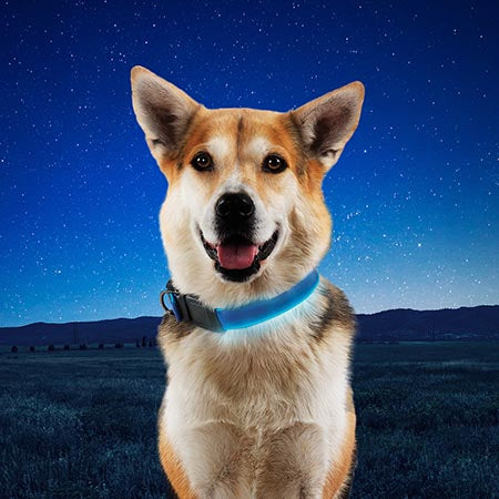 Nite-Ize NiteDog™ Rechargeable Water-Resistant LED Dog Collar
