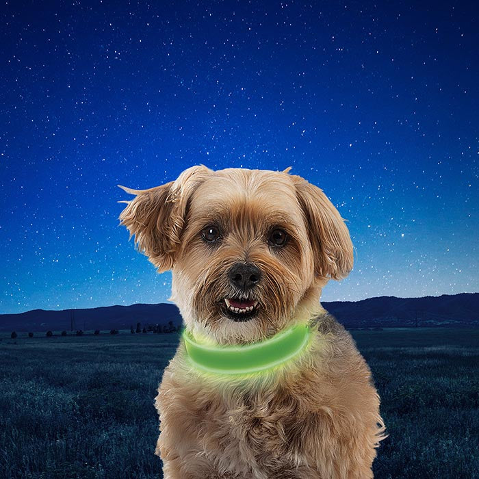 A small puppy wearing a green Nite-Ize LED Dog Collar with a grassy field and dark star lit sky in the background.