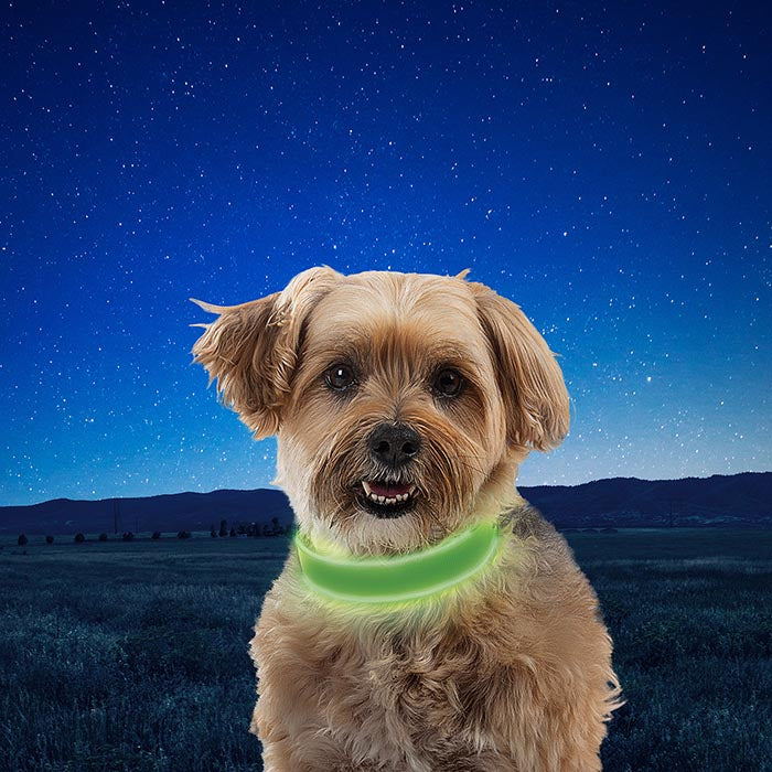 A small puppy wearing a green Nite-Ize LED Dog Collar with a grassy field and dark star lit sky in the background.