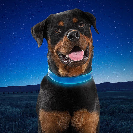 A rottweiller wearing a Nite-Ize Rechargeable LED Dog Collar. The collar is glowing blue and a large grassy field with a star lit night sky show in the background.